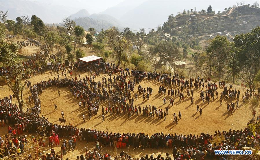 NEPAL-NUWAKOT-MAGHESAKRANTI FESTIVAL-BULL FIGHT