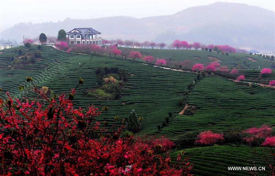 CHINA-FUJIAN-ZHANGPING-CHERRY BLOSSOM (CN)