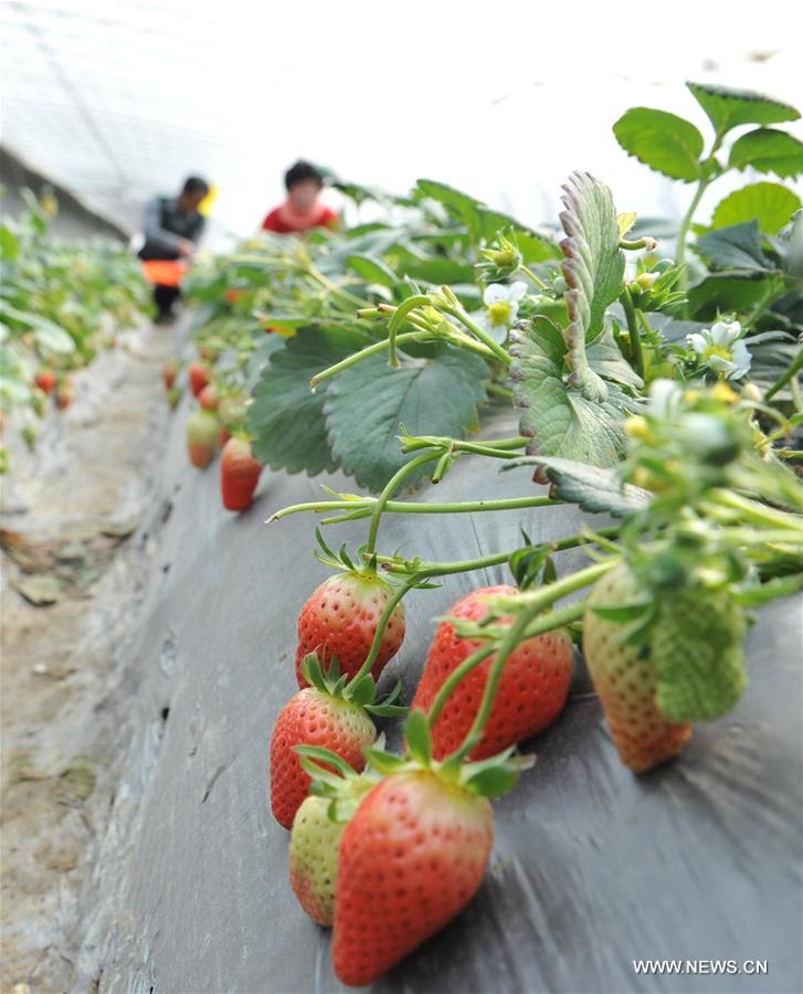 CHINA-SHANDONG-LAIXI-AGRICULTURE (CN)