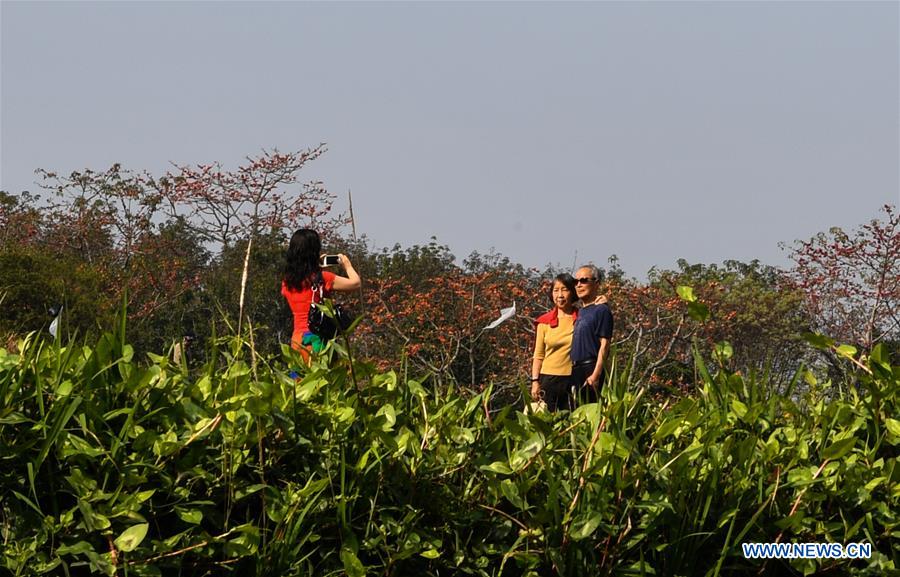 CHINA-HAINAN-KAPOK FLOWERS (CN)