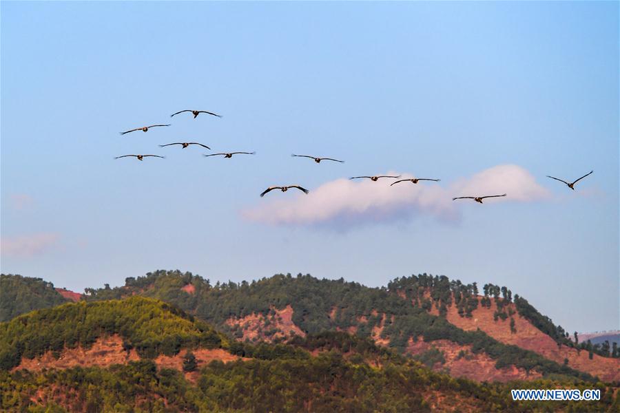 CHINA-YUNNAN-MIGRANT BIRDS (CN)