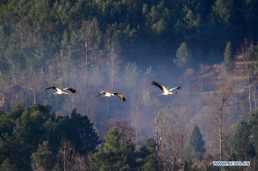 CHINA-YUNNAN-MIGRANT BIRDS (CN)