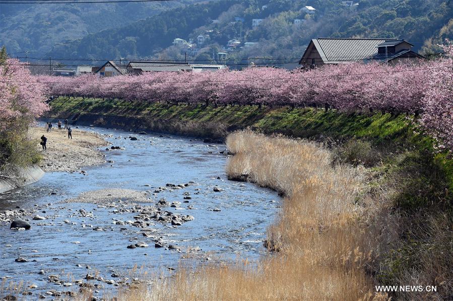 JAPAN-SHIZUOKA-CHERRY BLOSSOMS