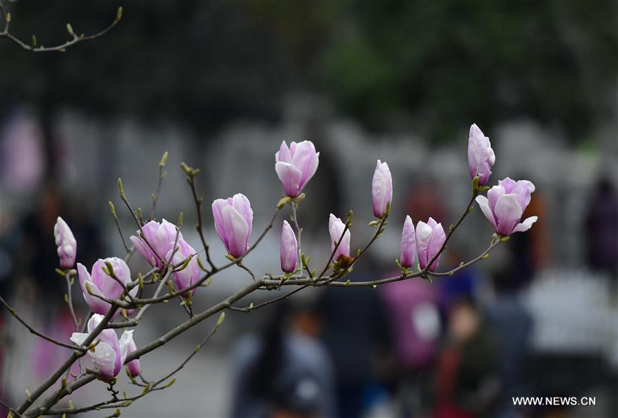 #CHINA-HUBEI-XUAN'EN-FLOWERS (CN)