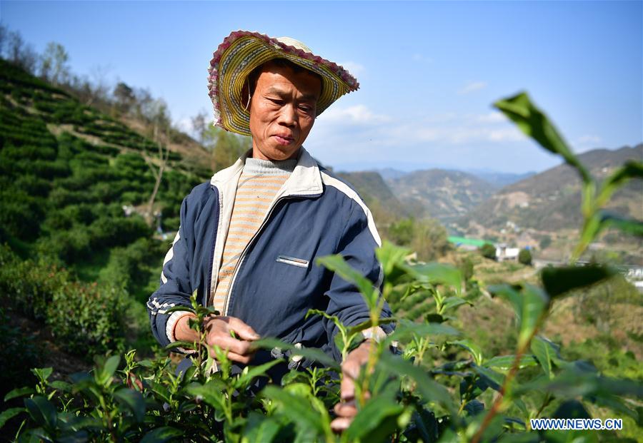 CHINA-SHAANXI-SPRING TEA-HARVEST (CN)