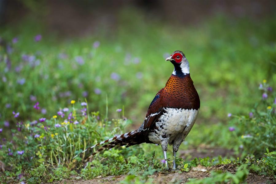 CHINA-SPRING-BIRDS (CN)