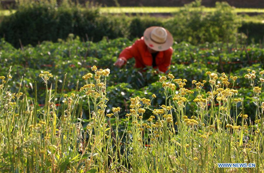 #CHINA-GUYU-FARM WORK(CN)