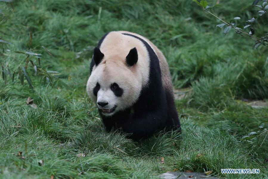 CHINA-GUIYANG-GIANT PANDAS-MEETING PUBLIC(CN)