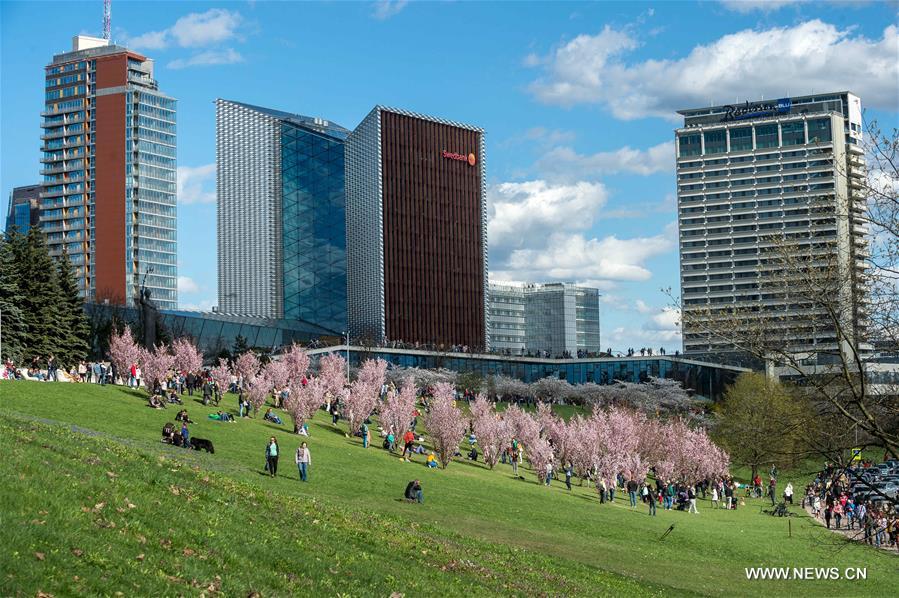 LITHUANIA-VILNIUS-CHERRY BLOSSOMS