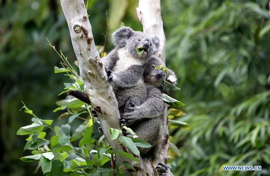 CHINA-GUANGZHOU-SAFARI PARK-KOALA (CN)