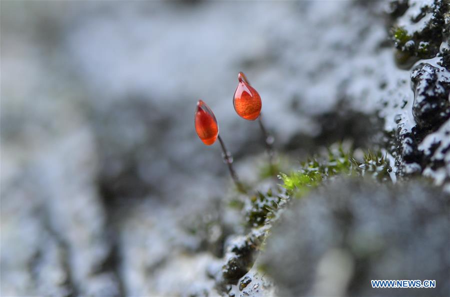 #CHINA-HUBEI-XUANEN-NATURE (CN) 