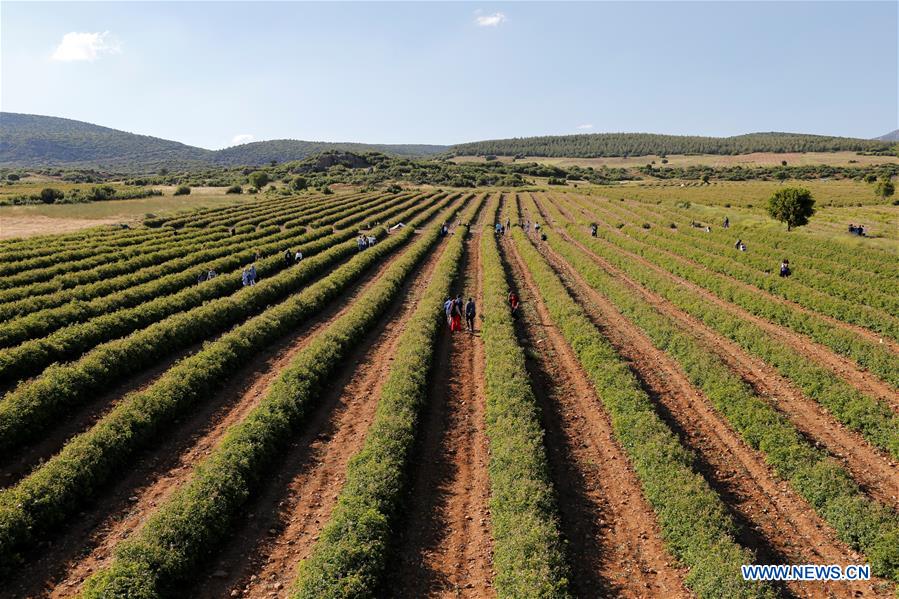 TURKEY-ISPARTA-ROSE-HARVEST