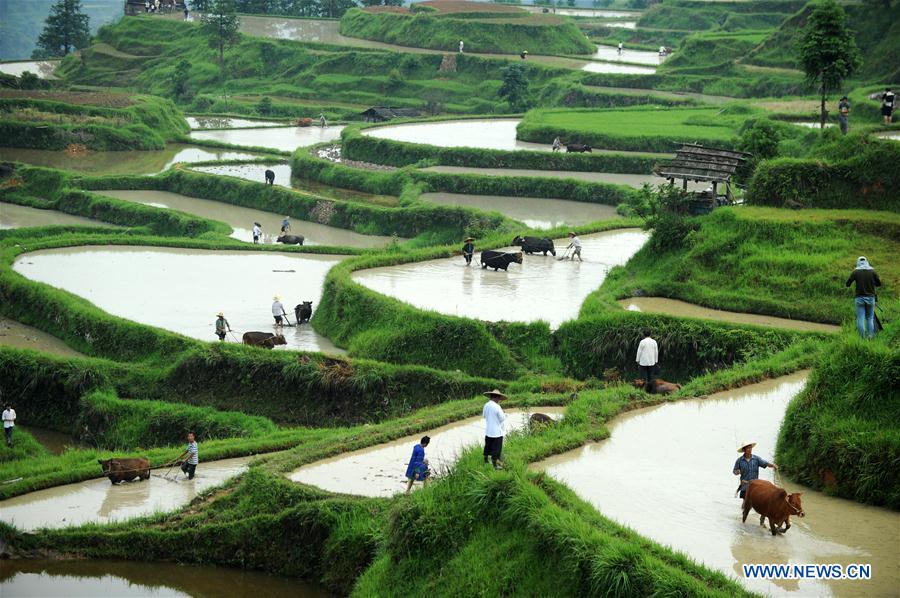 CHINA-GUIZHOU-LIPING-TRADITIONAL PLOUGH (CN)