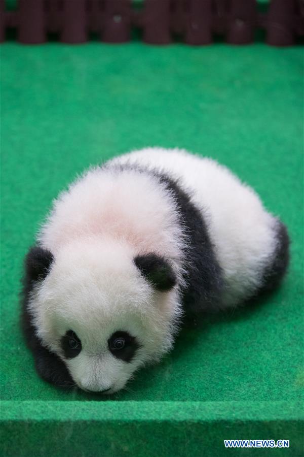 MALAYSIA-KUALA LUMPUR-CHINA-GIANT PANDA CUB-DEBUT