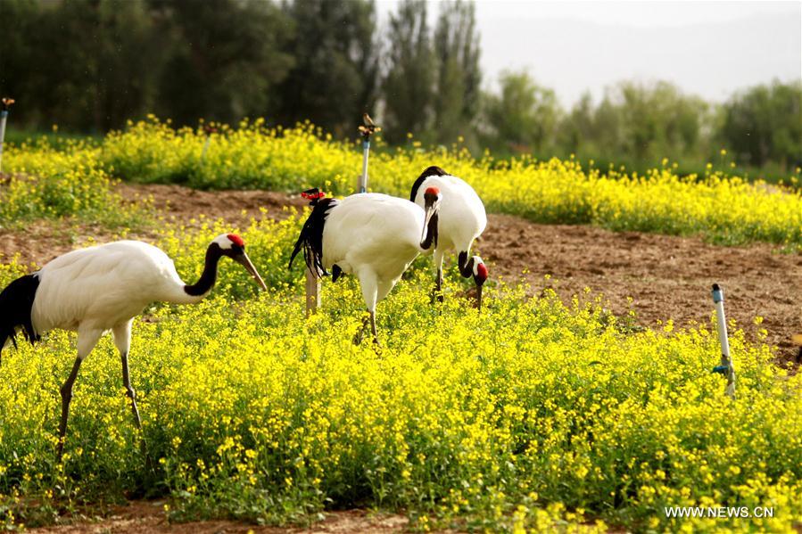 #CHINA-GANSU-ZHANGYE-CRANE (CN)