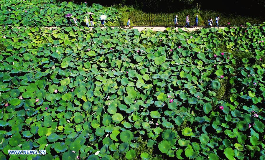 CHINA-SHAANXI-LOTUS(CN)