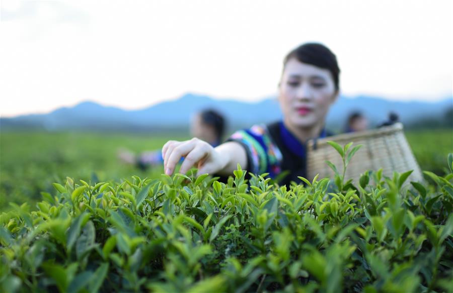 #CHINA-GUIZHOU-TEA PLANTATION-SCENERY (CN)