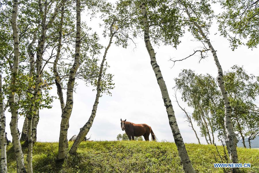 #CHINA-INNER MONGOLIA-GRASSLAND-AUTUMN SCENERY(CN)