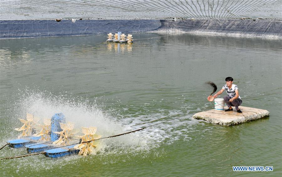 CHINA-NINGXIA-HELAN-PRAWN (CN)