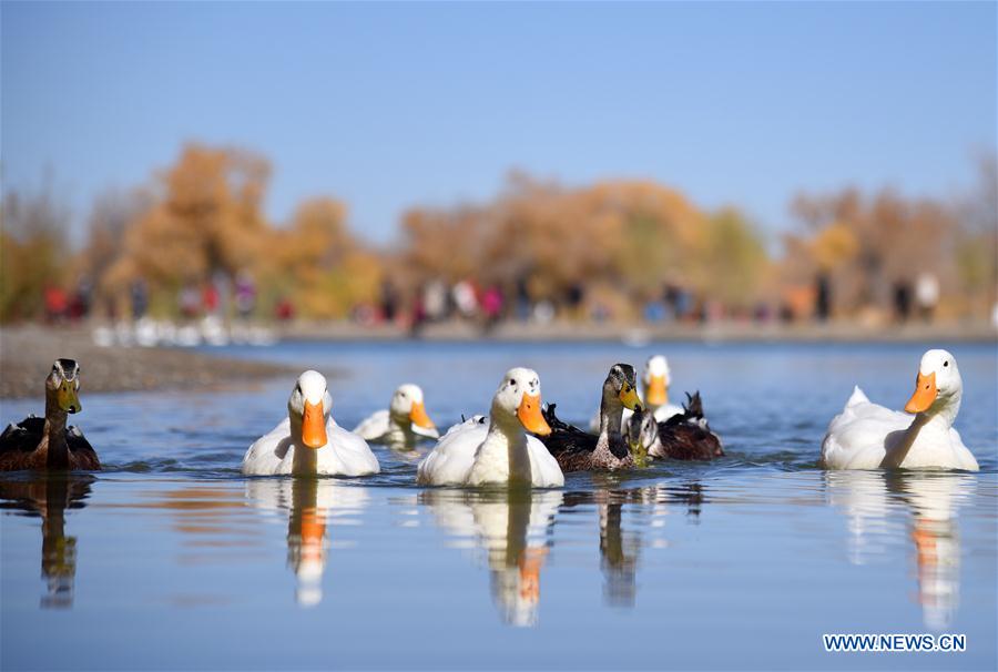 CHINA-JIUQUAN-POPULUS EUPHRATICA-AUTUMN SCENERY (CN)