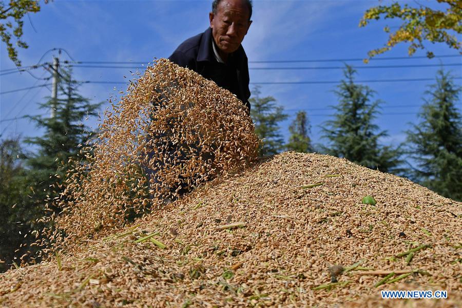 #CHINA-RICE-HARVEST (CN)