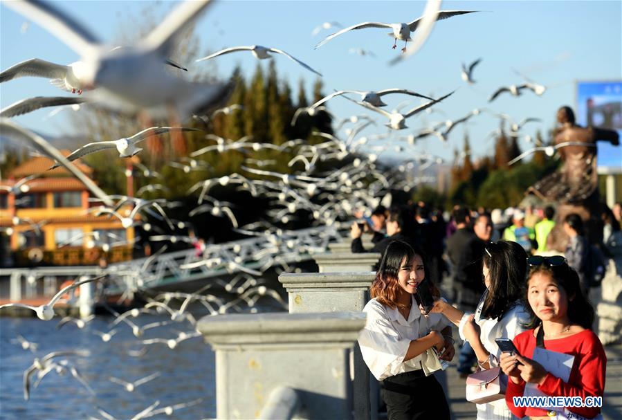 CHINA-KUNMING-RED-BILLED GULLS (CN)