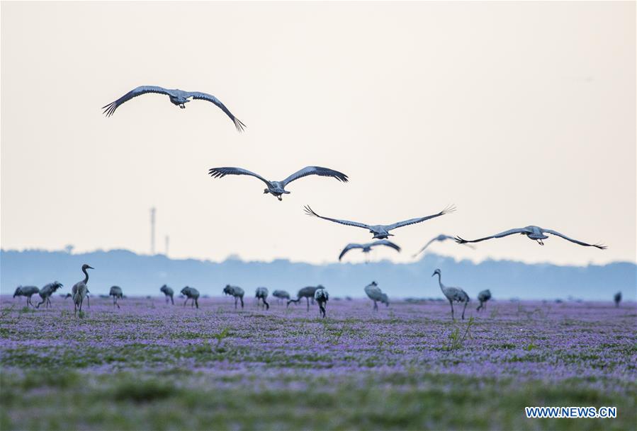 #CHINA-JIANGXI-POYANG LAKE-MIGRANT BIRDS (CN)