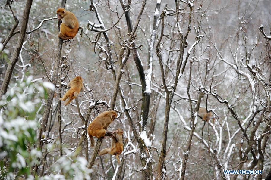 #CHINA-GUIZHOU-GUIYANG-SNOW-MONKEY (CN)