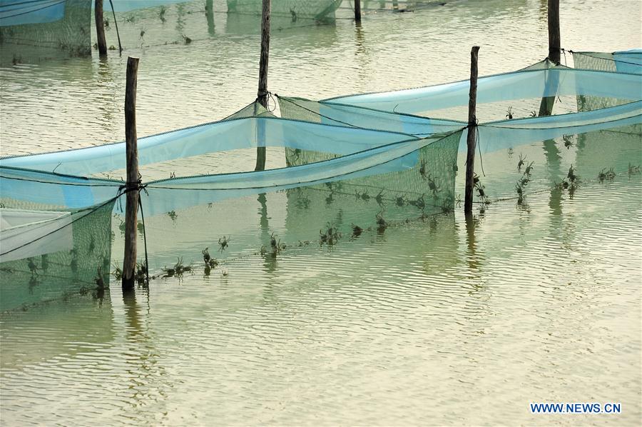 #CHINA-JIANGSU-HUAIAN-AQUACULTURE-CRAB (CN)