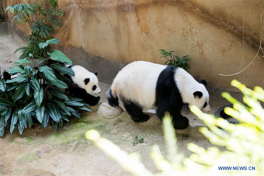 MALAYSIA-KUALA LUMPUR-GIANT PANDA BABY-BIRTHDAY