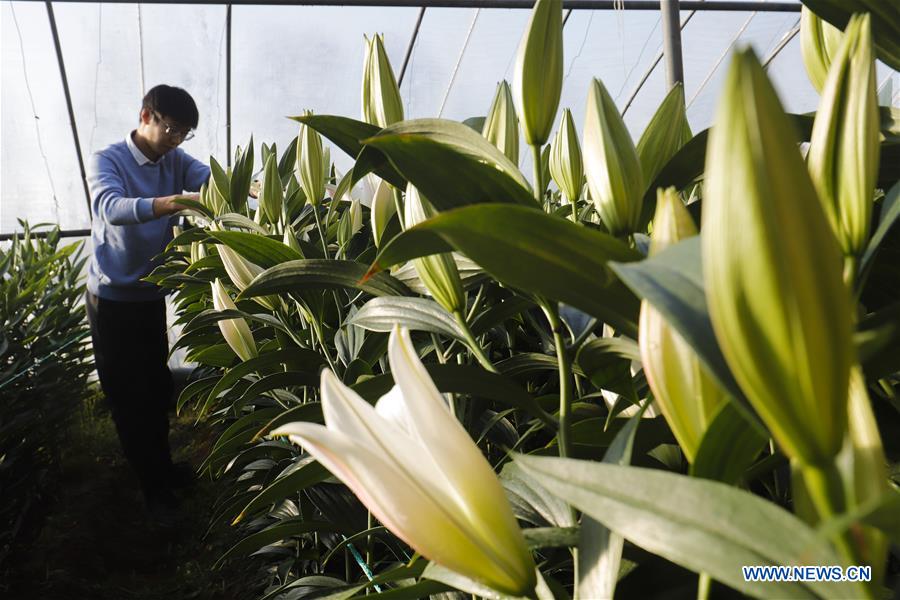 CHINA-FLOWER-SPRING FESTIVAL-PREPARATION (CN)