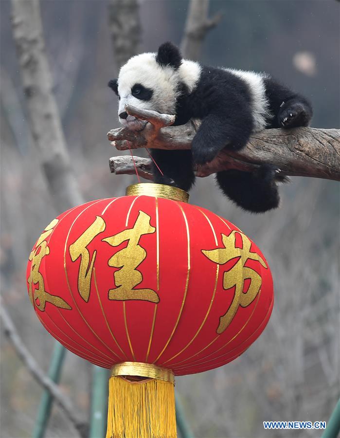 CHINA-SICHUAN-GIANT PANDA-SPRING FESTIVAL (CN)