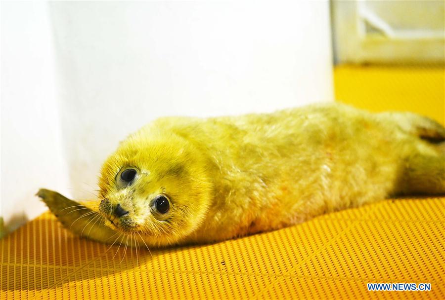 CHINA-HARBIN-SEAL CUB (CN)