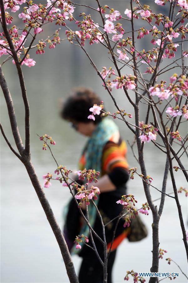 CHINA-BEIJING-YUYUANTAN PARK-CHERRY BLOSSOM (CN)