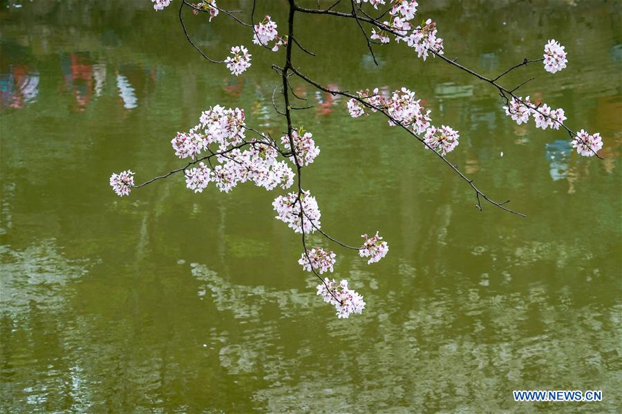 CHINA-JIANGSU-WUXI-CHERRY BLOSSOMS (CN)