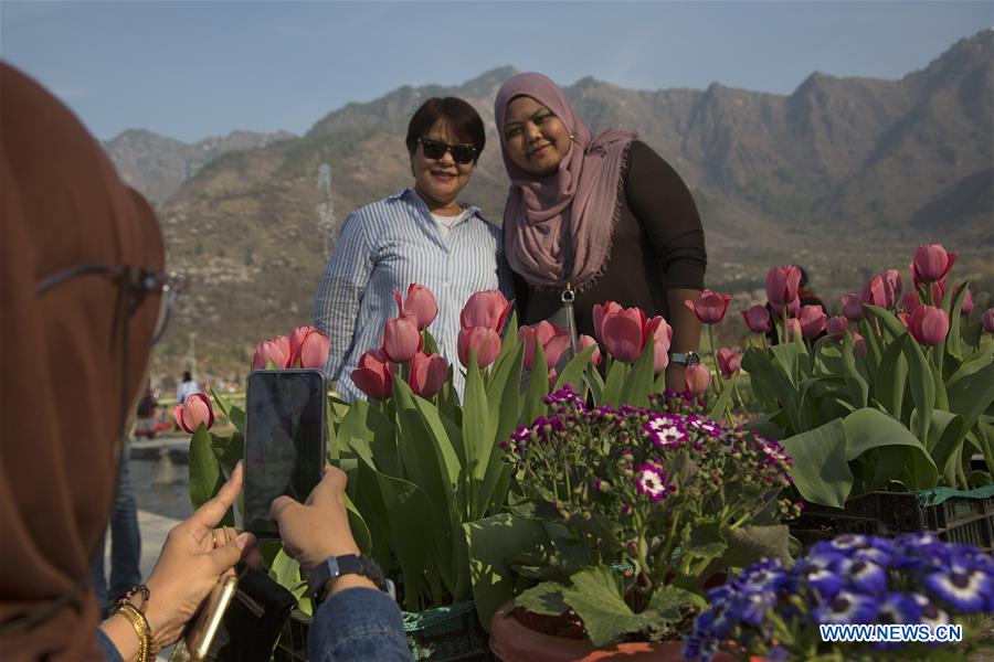 KASHMIR-SRINAGAR-SPRING-TULIPS