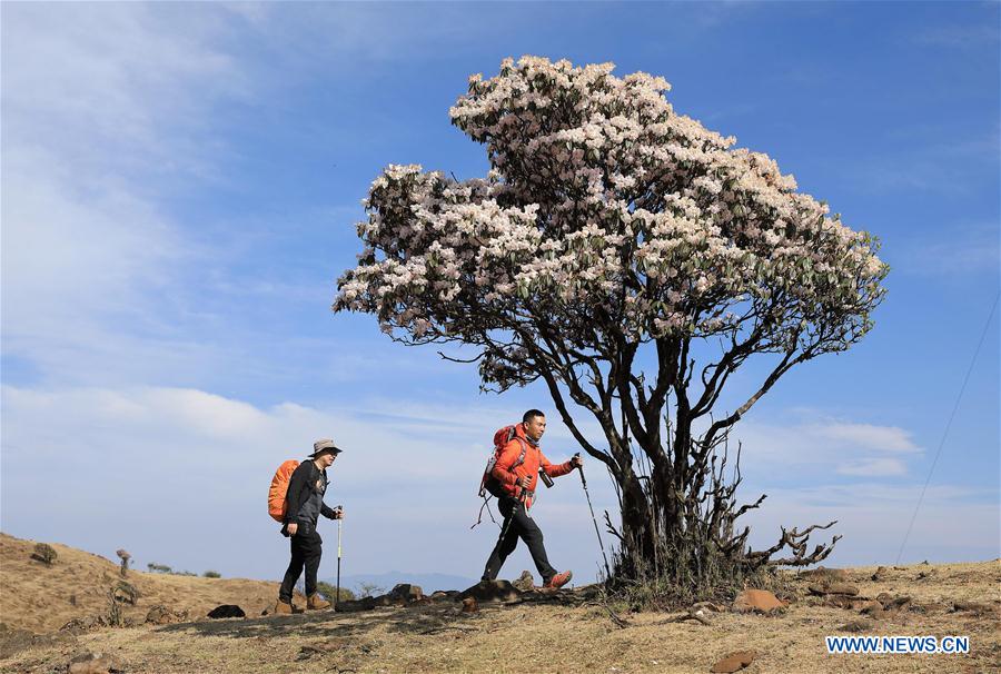 CHINA-SICHUAN-YANBIAN-RHODODENDRON (CN)