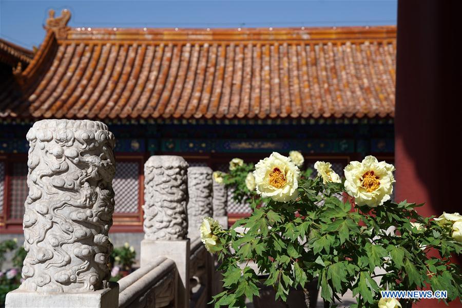 CHINA-BEIJING-PEONY FLOWER (CN)