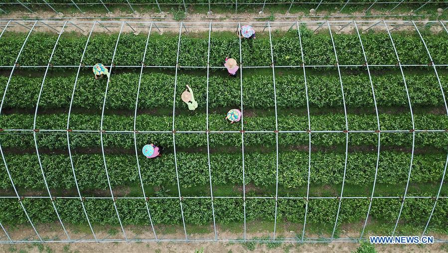 CHINA-HEBEI-LINCHENG-TEA PLANTING (CN)