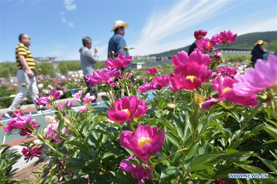 #CHINA-HEILONGJIANG-MUDANJIANG-PEONY-BLOSSOM