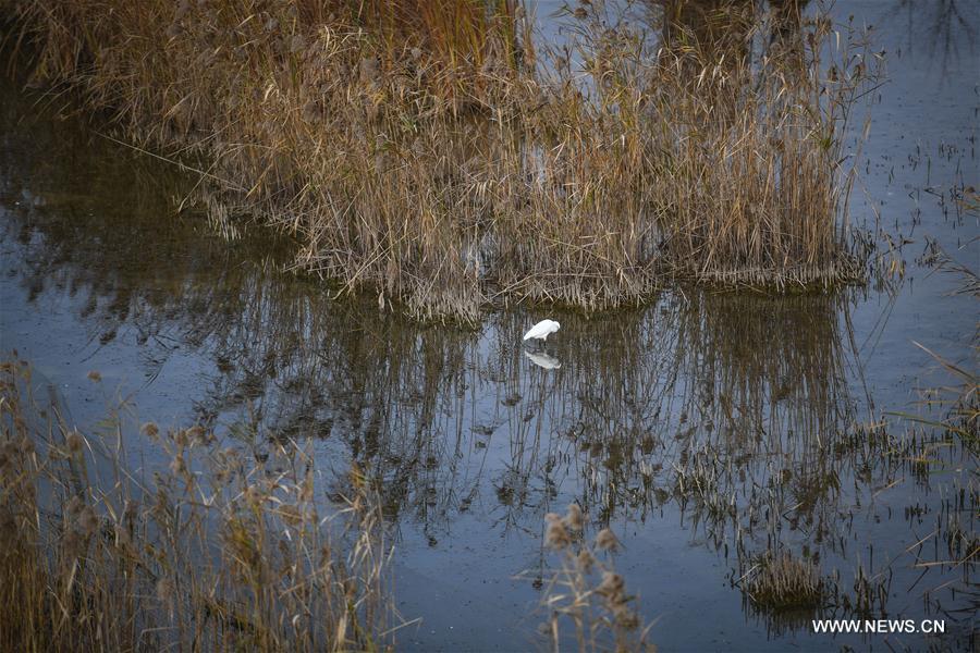 CHINA-MIGRATORY BIRD SANCTUARIES-UNESCO-WORLD HERITAGE LIST (CN)