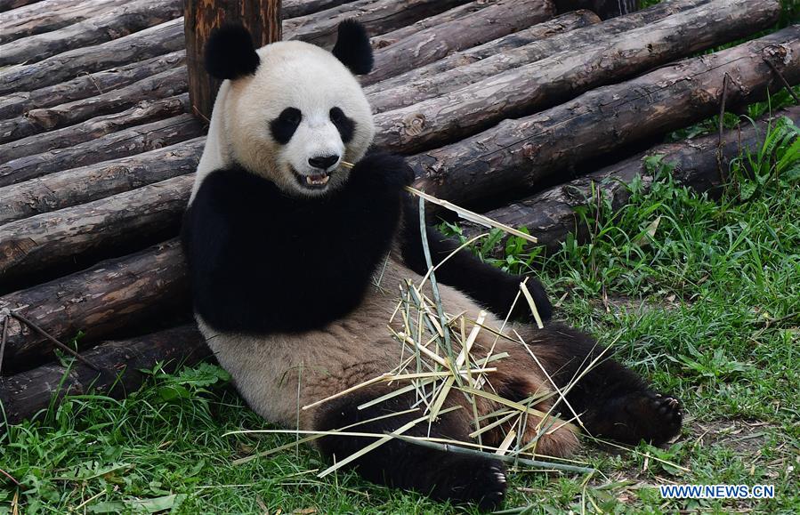 CHINA-CHANGCHUN-SUMMER-GIANT PANDA (CN)