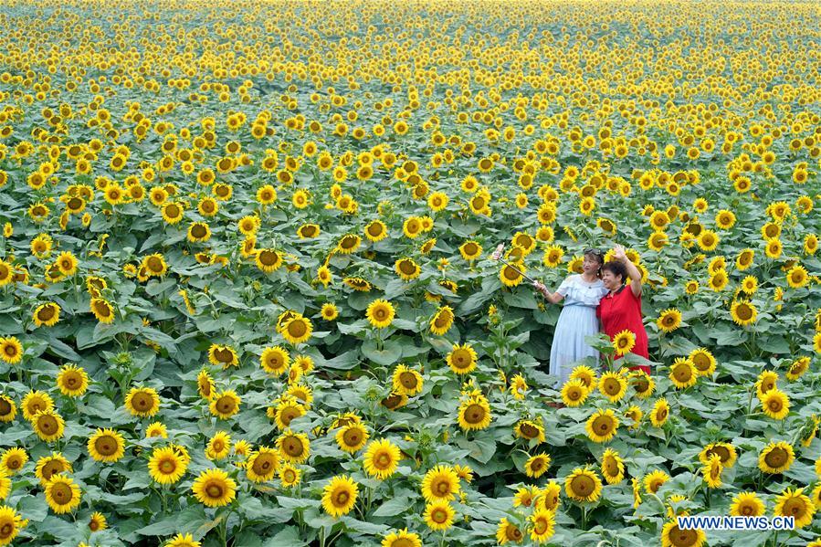 CHINA-HEBEI-SHAHE-SUNFLOWERS (CN)