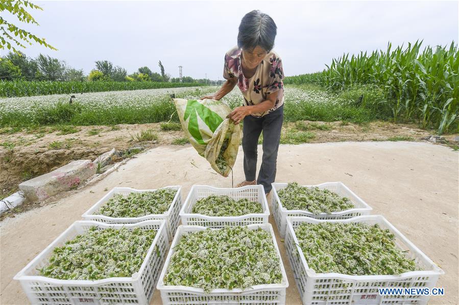 CHINA-HEBEI-LEEK FLOWERS (CN)