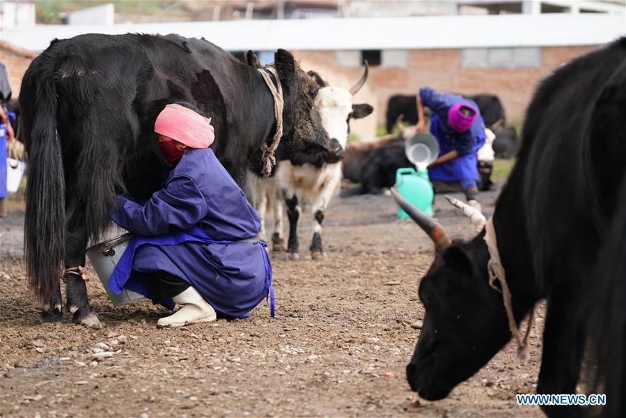 CHINA-GANSU-YAK MILK-RESIDUE-POVERTY ALLEVIATION (CN)