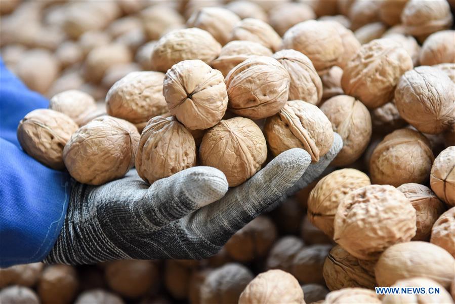 CHINA-XINJIANG-HOTAN-WALNUT-HARVEST (CN)