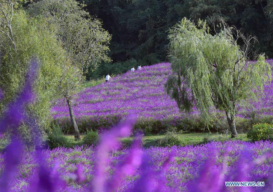 CHINA-YUNNAN-FLOWERS-TOURISM(CN)