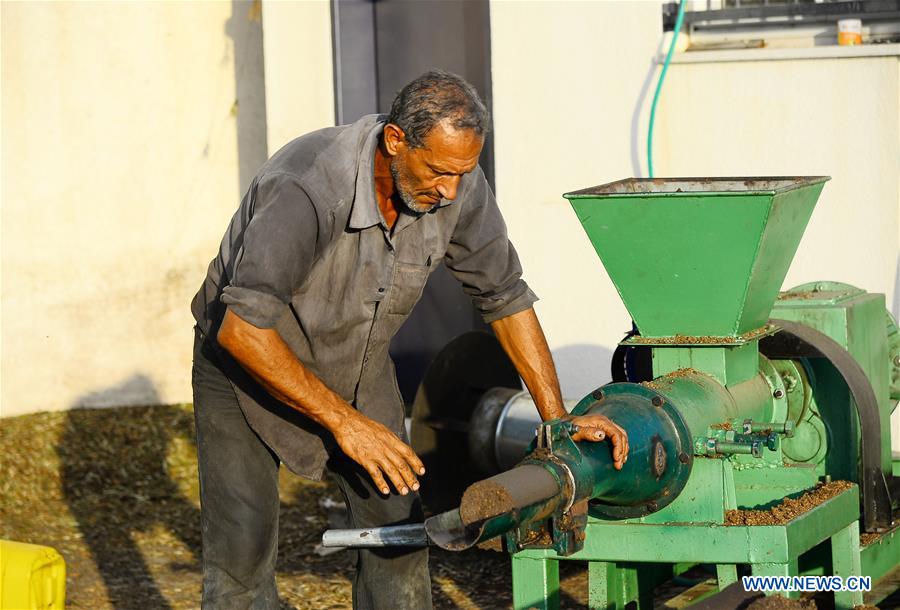 MIDEAST-GAZA-OLIVE OIL WASTE-RECYCLE