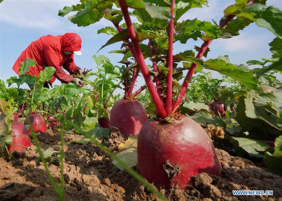 CHINA-HEIBEI-LUANZHOU-RADISH INDUSTRY (CN)