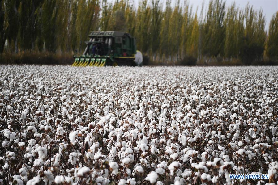 CHINA-XINJIANG-AWAT-AGRICULTURE-COTTON (CN)